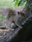 FZ005730 Squirrel in Bute park.jpg